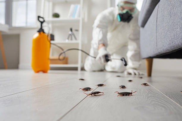 Post-Treatment Bed Bug Interceptor Monitoring in La Pine